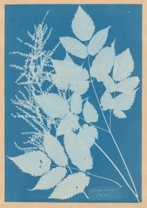  od Anna Atkins