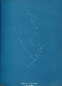 Sporochnius rhizodes ß paracloxa, ca. 1853. od Anna Atkins