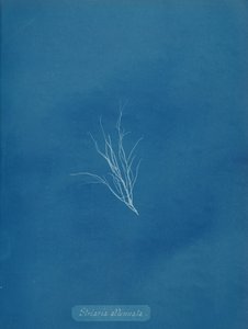 Striaria oslabená, ca. 1853. od Anna Atkins