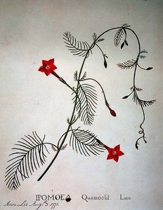 Cypřiš vinný: Ipomoea quomoclit od Anna Lee