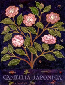 Camellia od Anna Pugh