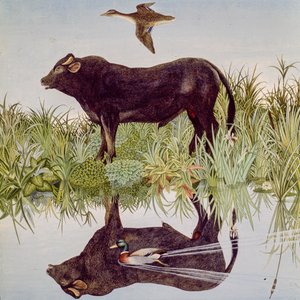 Zamyšlení, 2004 (akryl) od Anna Pugh