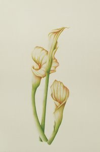 Arum Lily, 2001 (wc na papíře) od Annabel Barrett