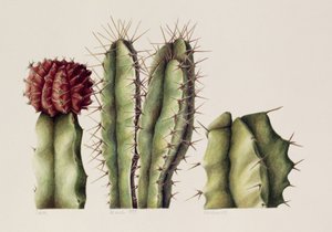 Kaktusy, 1999 (wc na papíře) od Annabel Barrett