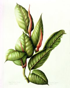 Gumárenský závod, 1999 (wc na papíře) od Annabel Barrett