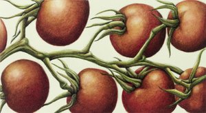 Tomato Vine, 1999 (wc na papíře) od Annabel Barrett
