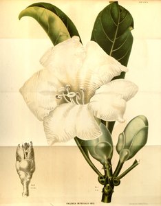 Fagraea imperialis od Annales Musei botanici lugduno batavi