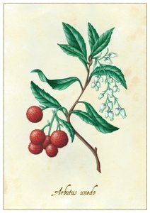 Arbutus unedo, 2015 (kvaš)
