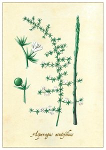 Asparagus acutifolius, 2015 (kvaš)