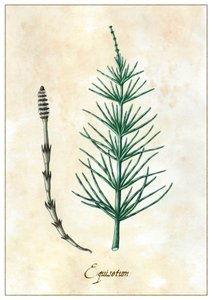Equisetum, 2015 (kvaš)