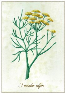 Foeniculum vulgare, 2015 (kvaš)