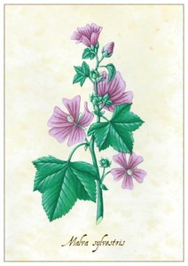 Malva sylvestris, 2015 (kvaš)