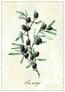 Olea europea, 2015 (kvaš) od Annalisa Morrocco