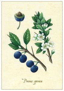 Prunus spinosa, 2015 (kvaš)