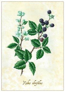 Rubus ulmifolius, 2015 (kvaš)