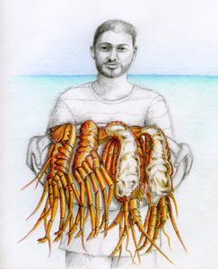Humr ostnatý, 2019 (tužka a barevná tužka) od Annalisa Morrocco