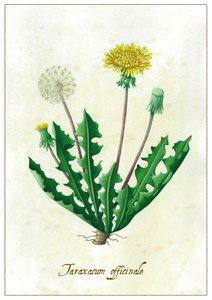 Taraxacum officinale, 2015 (kvaš) od Annalisa Morrocco