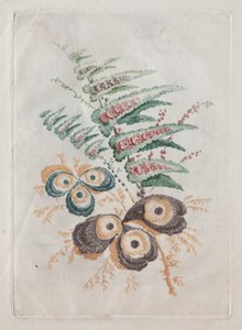 Nová sada portfolií květin ideální pro navrhování a malování: květinové fantazie, c. 179