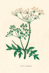 Jedlice obecná, c1891, 1891