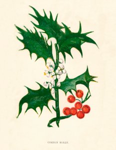 Cesmína obecná, c1891, 1891