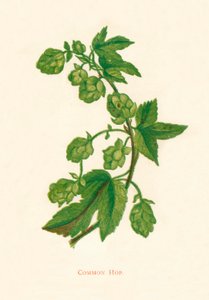 Chmel obecný, c1891, 1891