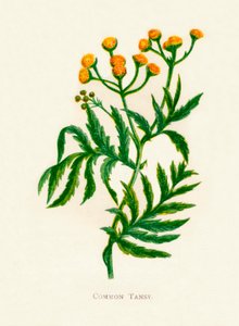 Tansy obecná, c1891, 1891