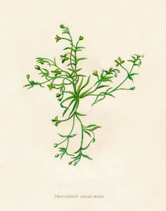 Procumbent Pearl-Wort, c1891, 1891 od Anne Pratt