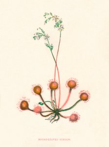 Rosnatka okrouhlolistá, c1891, 1891