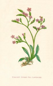 Vzpřímená mořská levandule, c1891, 1891 od Anne Pratt