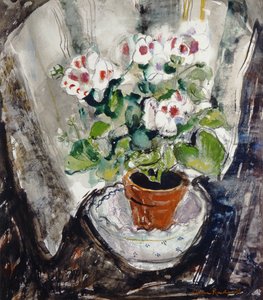 Pelargonium (akvarel na papíře)