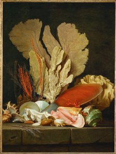 Stillleben mit Muscheln und Korallen