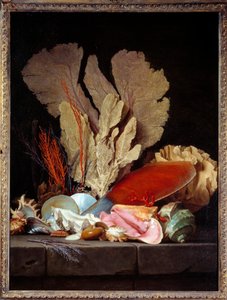 Sea Panache Zátiší s mušlemi. Obraz Anne Vallayer Coster (1744-1818) 1769 Ne. 1,3x0,97m