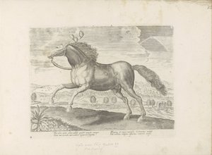 Arabisch pár Přinést (název na objektu) Paardenrassen uit de Koninklijke stallen van Don Juan van Oostenrijk (název série) Kůň, ve kterém se vybírají všechny druhy šlechticů: chování koní rozlišených z různých částí světa (...) (název série na předmětu) od Anonymous