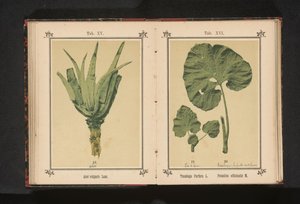 List podbělu a list mateřídoušky Tussilago Farfara L. Petasites officinalis M. (název na objektu) od Anonymous