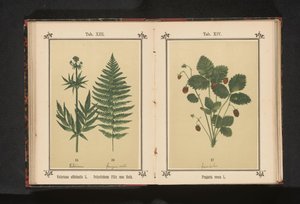 Pravý kozlík lékařský a větev samčí kapradiny Valeriana officinalis L. Polystichum Filix mas Roth (název na objektu) od Anonymous