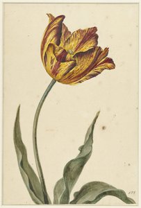 Žluto-oranžovo-červený tulipán od Anonymous