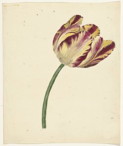Žluto-červený tulipán od Anonymous