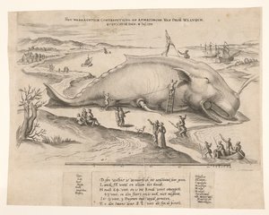 Plážová velryba poblíž Antverp, 1577 Waerachtich conterfeytsel a velikost této[n] velryby, ghevanghe[n] den 2. července 1577 (název na předmětu) od Anonymous