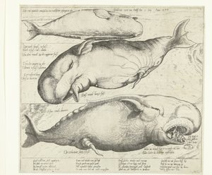 Plážová velryba poblíž Antverp, 1577 True ung eigentliche contrafactur eines wallfisches gefangen in der scheldt nitt weit von Antorff Am 2 July. Anno 1577 (název na objektu) od Anonymous