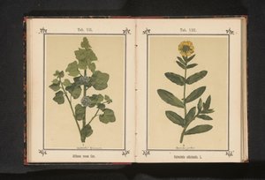 Měsíček Calendula officinalis. L. (název na objektu) od Anonymous
