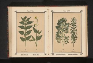 Kopřiva dvoudomá a řepka Urtica dioica L. Brassica Napus L. (název na objektu) od Anonymous