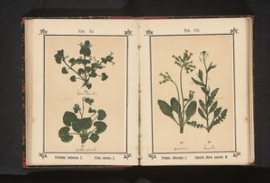 Zlatá petrklíč a pastýřský měšec Primula officinalis L. Capsella Bursa pastoris M. (název na předmětu) od Anonymous