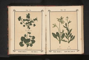 Psí klus a březnová fialka Glechoma hederacea L. Viola odorata L. (název na objektu) od Anonymous