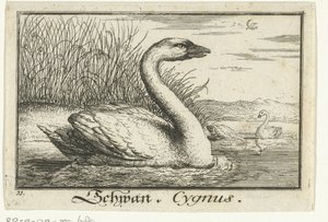 Krajina s labutí Schwan, Cygnus. (název na objektu) od Anonymous