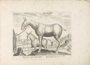 Mulezel a ezel Mezek a osel (název na předmětu) Paardenrassen uit de Koninklijke stallen van Don Juan van Oostenrijk (název série) Kůň, ve kterém se vybírají všechny druhy šlechticů: chování koní rozlišených z různých částí světa (...) (název série od Anonymous