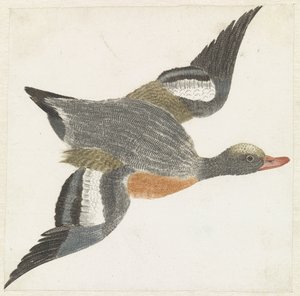 Widgeon letí doprava od Anonymous