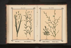Světlá a divoká čekanka Euphrasia officinalis L. Cichorium Intybus L. (název na objektu) od Anonymous