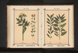 Olivová ratolest a mandlová ratolest Olea europaea L. Amygdalus communis L. (název na předmětu) od Anonymous