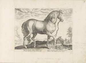 Paard uit Calabria Calabar (název na objektu) Paardenrassen uit de Koninklijke stallen van Don Juan van Oostenrijk (název série) Kůň, ve kterém se vybírají všechny druhy šlechticů: chování koní rozlišených z různých částí světa (...) (název série na ob od Anonymous