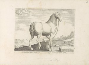 Kůň z Korsiky Srdce (název na předmětu) Paardenrassen uit de Koninklijke stallen van Don Juan van Oostenrijk (název série) Kůň, ve kterém se vybírají všechny druhy šlechticů: chování koní rozlišených z různých částí světa (...) (název série na obje od Anonymous